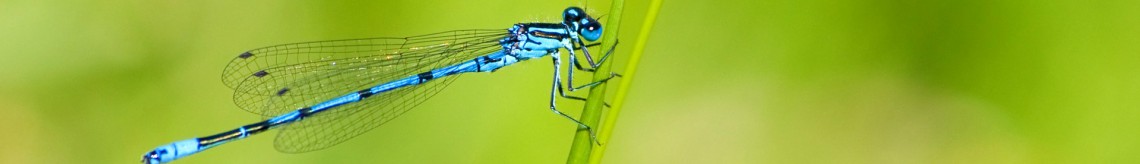 Header Image Dragonfly